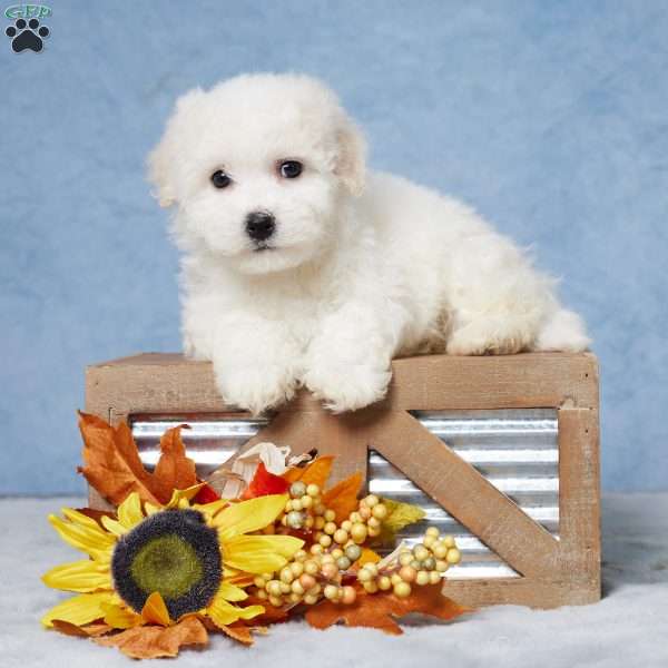 Marshall, Bichon Frise Puppy